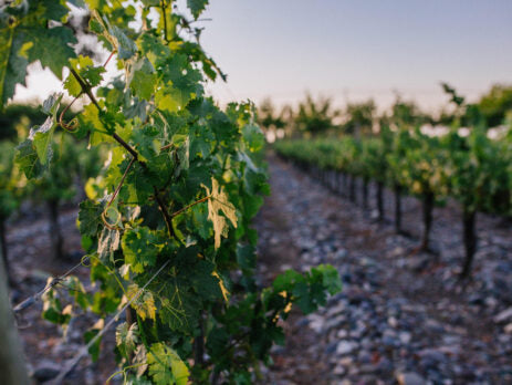 Vino De Martino Gran Reserva 347 Carmenere 750cc